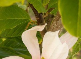 magnolia blushing belle_9861-l